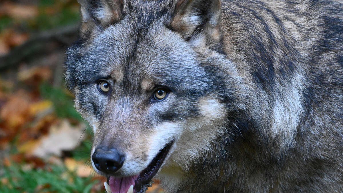 EWE Baskets Oldenburg planen für Top Four Wolf in Lemwerder gesichtet