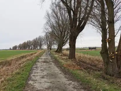Einige dieser Weiden am Tjadeweg in Twixlum sind mittlerweile gef&auml;llt worden. Mit den geplanten Ersatzpflanzungen ist die FDP Emden nicht einverstanden.
