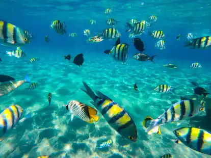 In der Naama Bay in Scharm el Scheich muss man manchmal gar nicht tief tauchen, um farbenfrohe Gesellschaft zu bekommen.