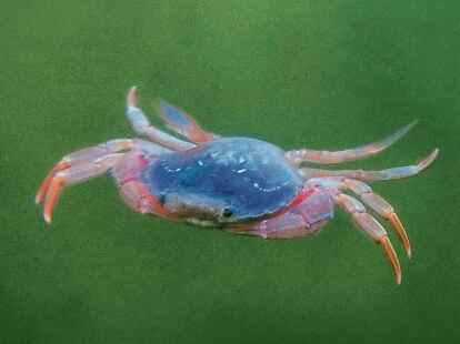 Die Schwimmkrabbe jagt  im freien Wasser.