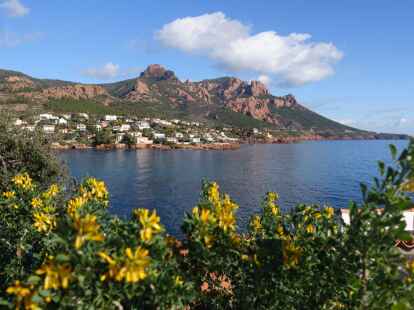 Gelbe Bl&uuml;ten, blaues Meer, rostbraune Berge: Die K&uuml;stenlandschaft zwischen Agay und Th&eacute;oule-sur-Mer.