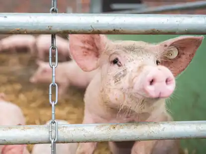 Teure Ferkel und aus Sicht der Landwirte zu geringe Notierungen f&uuml;r Schlachtschweine setzen die Schweinemast derzeit unter Druck.