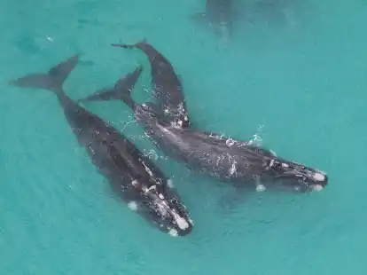 Das Verhalten von S&uuml;dlichen Glattwalen wird von Wissenschaftlern vom Forschungsinstitut f&uuml;r S&auml;ugetiere an der s&uuml;dafrikanischen Universit&auml;t zu Pretoria untersucht.