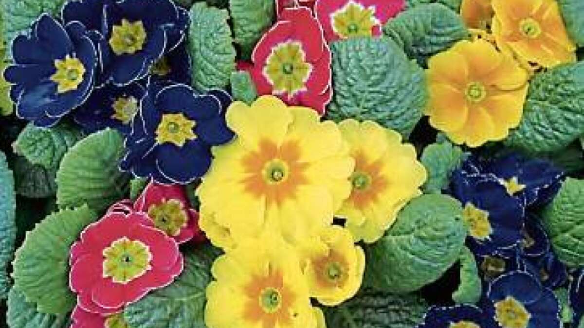 Primeln lieben es kühl