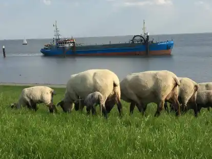 Gebaggert wird in der Ems st&auml;ndig. Die geplante Fahrrinnenanpassung in der Au&szlig;enems ist allerdings eine langwierige Angelegenheit.