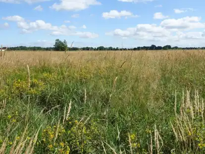 Pfeifengraswiese im westlichen Fl&auml;chenblock, s&uuml;dlich des Moorlandsweges mit gew&ouml;hnlichem Gilbweiderich, Rasenschmiele und Sumpfreitgras.