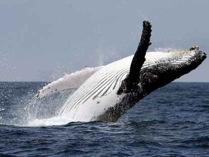 Ein Buckelwal vor der K&uuml;ste von Ecuador.