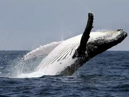 Vor der K&uuml;ste Ecuadors springt ein Buckelwal aus dem Wasser. Seit ringen die L&auml;nder der Welt um ein Abkommen zum Schutz der Weltmeere.In New York gab es eine Einigung.