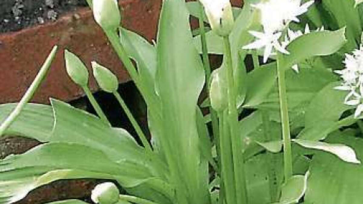 Blätter für Knoblauchfans