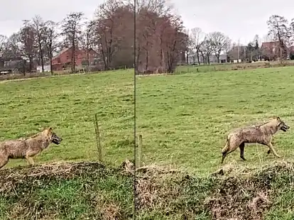 Die Bilder &uuml;ber die Wolfsichtungen in Nortmoor kursieren in den sozialen Netzwerken und wurden auch der NWZ zugeschickt.