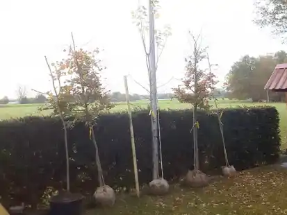 F&uuml;r alle f&uuml;nf B&auml;ume hat die BI &bdquo;Ja zu Janssens Tuun&ldquo; einen Platz gefunden.