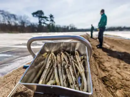 Frisch gestochener Spargel: Vor Ostern werden erste Mengen regionalen Spargels im Verkauf erwartet.