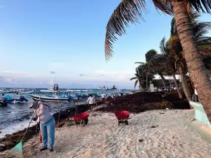 Auf der mexikanischen Halbinsel Yucat&aacute;n haben die Braunalgen viele Str&auml;nde befallen.