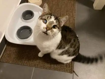 &bdquo;Was ist denn jetzt?&ldquo;: Kater Hase hat eine sehr dr&auml;ngende Art, wenn es ums Futter geht.