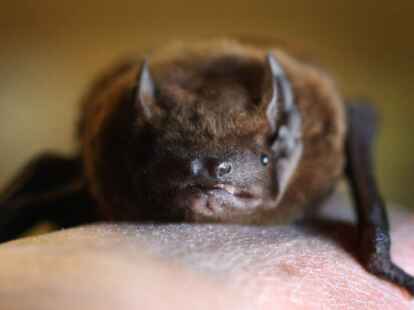 Laut dem Amtsgericht Starnberg ist die Begegnung mit landes&uuml;blichen Tierarten - und damit auch mit ihren Exkrementen - in einer l&auml;ndlichen Wohnlage hinzunehmen.