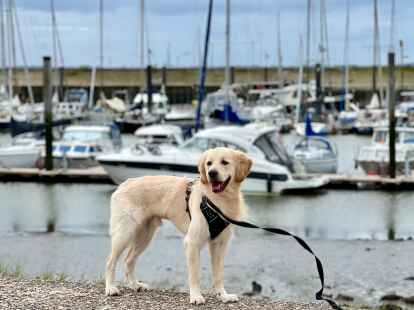 Hunde m&uuml;ssen auch in Friesland ab dem 1. April an die Leine.