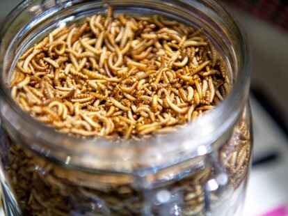 Getrocknete Mehlw&uuml;rmer sind in der EU als Lebensmittelzutat zugelassen. Sie m&uuml;ssen auch auf der Zutatenliste - selbst wenn sie zu Mehl gemahlen werden - angegeben sein.