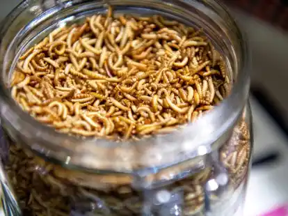 Getrocknete Mehlw&uuml;rmer sind in der EU als Lebensmittelzutat zugelassen. Sie m&uuml;ssen auch auf der Zutatenliste - selbst wenn sie zu Mehl gemahlen werden - angegeben sein.