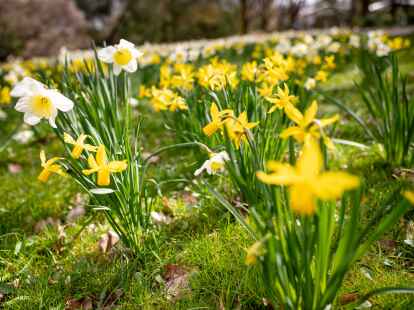 Karwoche auf Wangerooge Vielseitiges Programm zum Thema „Im Garten des