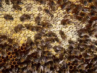 Bienen sitzen auf einem Bienenrahmen. Wer Honig liebt, sollte nicht auf den Preis, sondern vor allem auf die Herkunft achten.