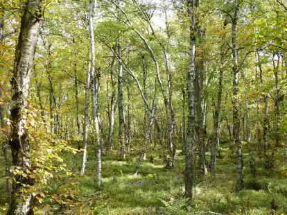 Moorbirken stehen in einem Wald: In Deutschland sind Moorbirkenwälder selten geworden, im Ammerland kann man davon noch einige finden.