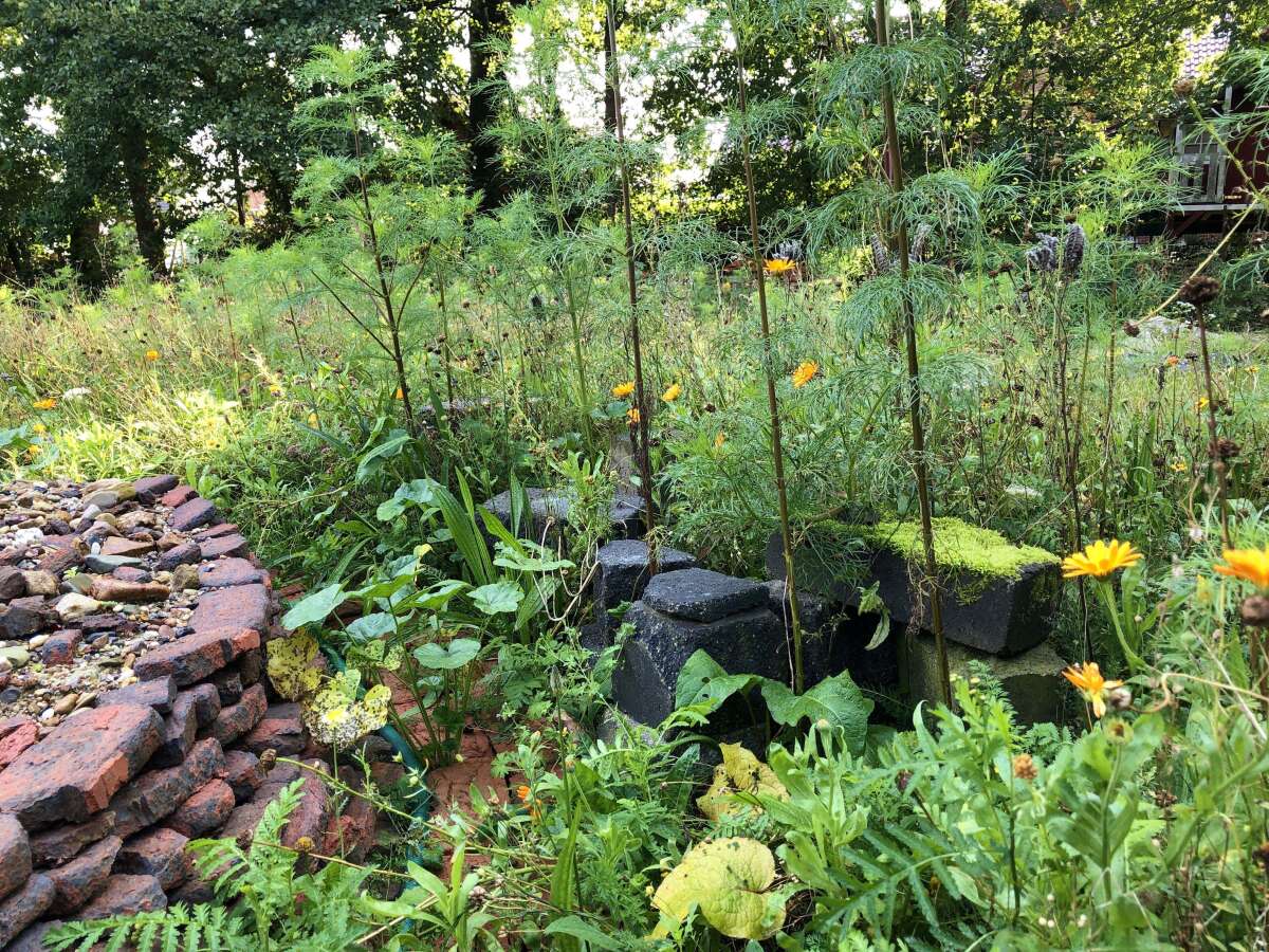 Wildwiese im Garten Nabu Oldenburg gibt Tipps