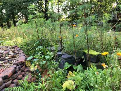 Wildwiese im Garten Nabu Oldenburg gibt Tipps