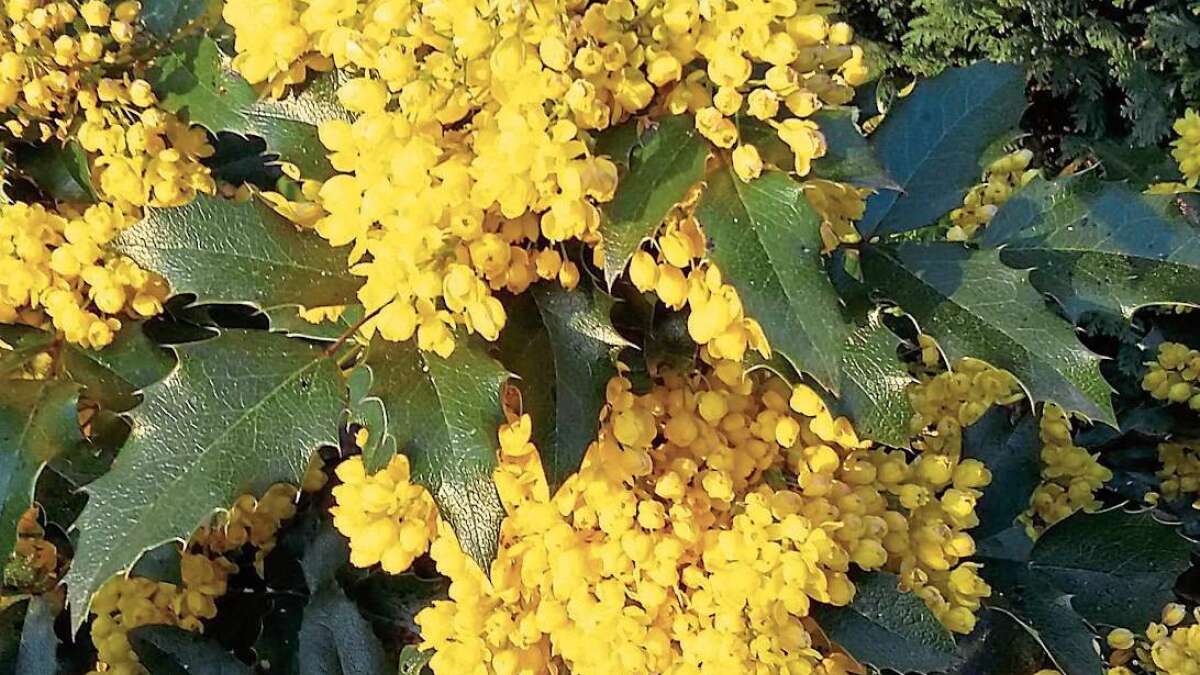 mahonien-bieten-insekten-nektar