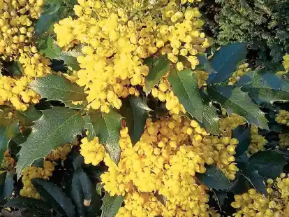 Die leuchtend gelben Blütenglöckchen der Mahonien sind ein begehrter Nektarspender für Bienen und andere Fluginsekten.
