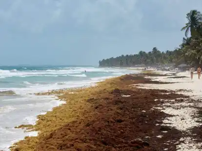Riesige Algenteppiche an den Str&auml;nden von Mexiko.