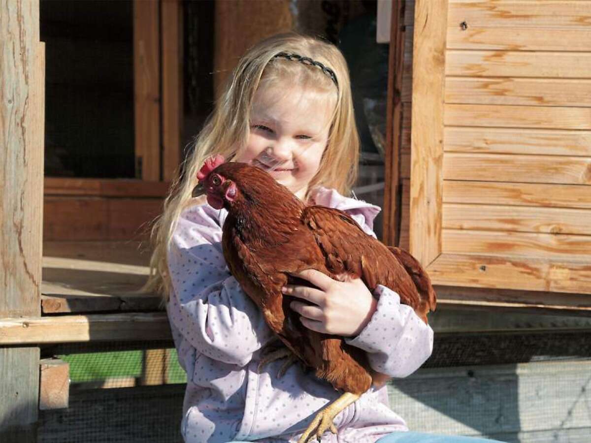 Hühnerhaltung in Wilhelmhaven: Familie Heitkemper hat legefrische Oster ...