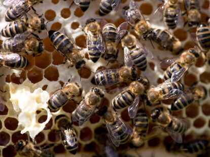 18 Bienenv&ouml;lker wurden in Holtland gestohlen in der Zeit zwischen Dienstag und Freitag.