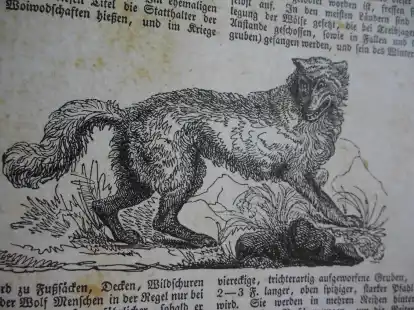 Der Wolf in diesem Bild ist auf der Suche nach Beute.
