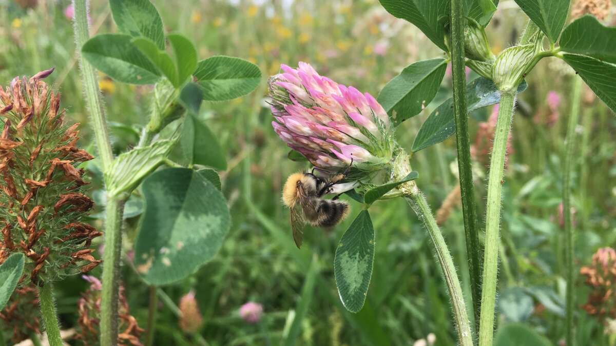 Nabu Hatten Pflanzenmarkt am Samstag Insektenfreundliche Sträucher