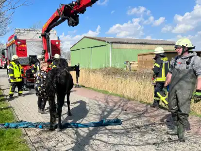 Mit dem Kran des R&uuml;stwagens konnte das Pferd aus dem Graben gehoben werden.