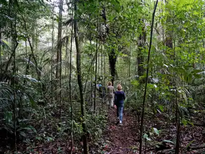 In dem Film geht es um &bdquo;Das Geheimnis der B&auml;ume&ldquo;. (Symbolbild)