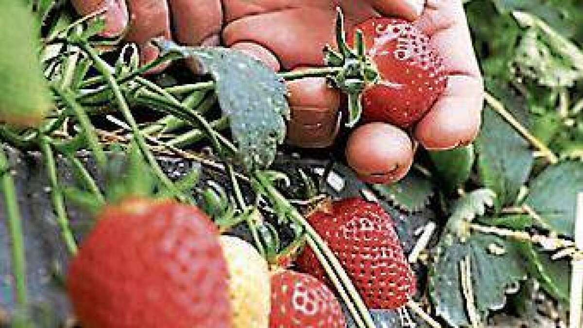Luse Bei Erdbeeren