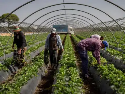 Der Erdbeeranbau k&ouml;nnte damit nach Meinung vieler dem Naturparadies Do&ntilde;ana in Spanien den Todessto&szlig; versetzen.