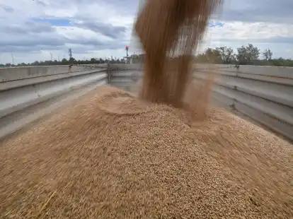 Gedroschener Weizen wird von einem M&auml;hdrescher auf einen Anh&auml;nger auf einem Feld bef&ouml;rdert.