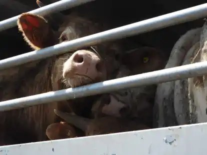 Von 2017 bis 2021 laut EU-Rechnungshof j&auml;hrlich durchschnittlich rund 1,6 Milliarden Tiere zwischen Mitgliedstaaten und in oder aus Nicht-EU-L&auml;ndern transportiert.