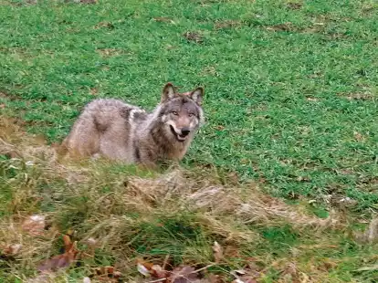 Sorgt f&uuml;r emotionale Debatten: der Wolf in Ostfriesland (Archivbild).