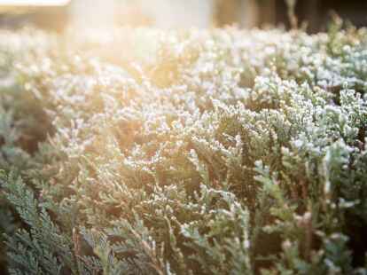 An Wintermorgen liegt der Raureif auf immergr&uuml;nen Geh&ouml;lzen wie dem Lebensbaum.