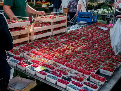 Mancherorts werden die ersten heimischen Erdbeeren der Saison angeboten. Die fr&uuml;he Ernte stammt jedoch aus Folientunneln.
