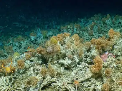 Das neu entdeckte, weitgehend unber&uuml;hrte Korallenriff vor Gal&aacute;pagos-Inseln.