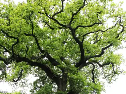 Die Friederikeneiche im Hasbruch ist mit mehr als 1200 Jahren die zweit&auml;lteste Eiche Deutschlands.