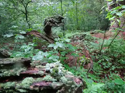 Auf den Spuren des Urwalds: Gesellschaft der Freunde des Hasbruch bietet eine F&uuml;hrung an (Archivbild)