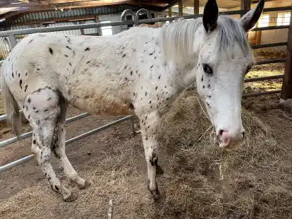 Hat sich von dem Wolfsangriff Ende M&auml;rz immer noch nicht erholt: das einj&auml;hrige Fohlen Zsa Zsa auf dem Hof von Larissa Glass in Hinte.