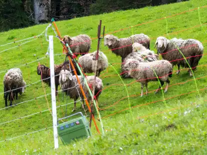 Schafe stehen auf einer Bergweide oberhalb der grenznahen Ortschaft Oberaudorf im Landkreis Rosenheim hinter einem Elektrozaun. In der unmittelbaren Umgebung waren zuvor mehrere Schafe von einem B&auml;ren gerissen worden.