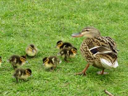 Enten auf Langeoog Aus diesen Gründen sollte man Enten nicht füttern