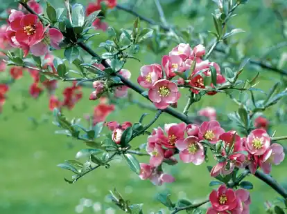 <p>                Die Blüten der Zierquitten erscheinen am älteren Holz, sodass sie erst nach einigen Jahren ihre Schönheit zeigen.     </p>